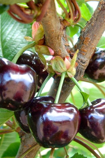 Черешня ‘Бігарро Беккеро’|Prunus avium ‘Bigarreau Becker’|Черешня ‘Бігарро Беккеро’